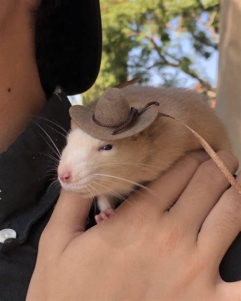 Rats On Twitter Rat Hats