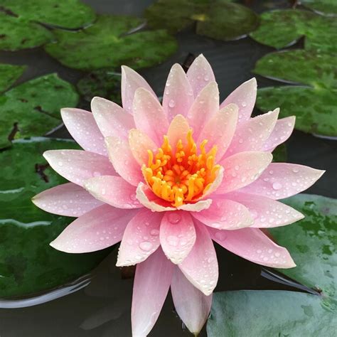 Premium Photo Close Up Of Lotus Water Lily Floating In Pond