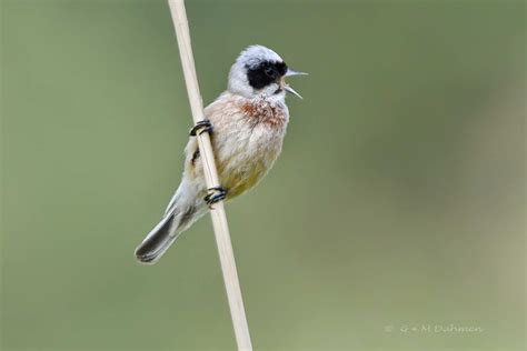 Beutelmeise Naturfotografie G M Dahmen Bilder Fotos