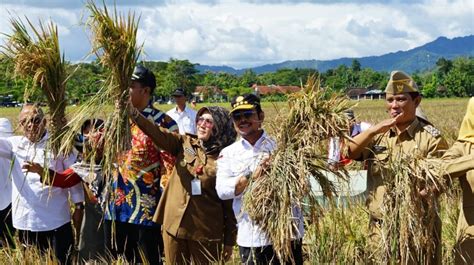 Panen Raya Padi Mentan Syl Bersyukur Klaten Berhasil Terapkan Kali