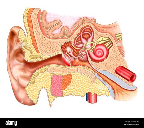 Anatomy of human ear Stock Photo - Alamy