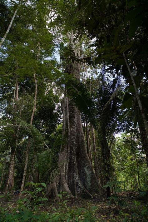 The beauty of the Amazon rainforest in Brazil : r/Forest