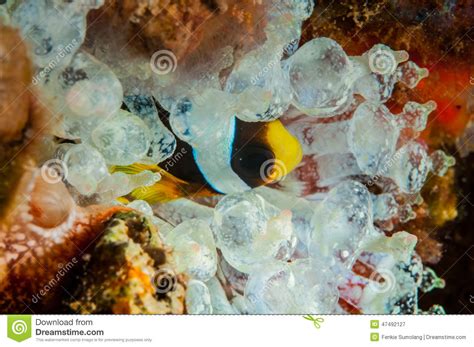 Clownfish Das Innerhalb Der Birnetentakelanemone In Banda Indonesien