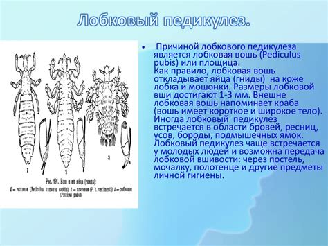 Педикулёз - презентация онлайн