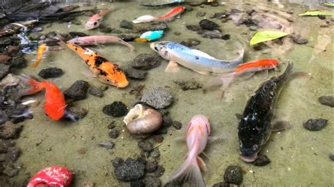 Wadidaw Dapat Ikan Cupang Warna Warni Ikan Molly Balon Lucu Ikan Mas