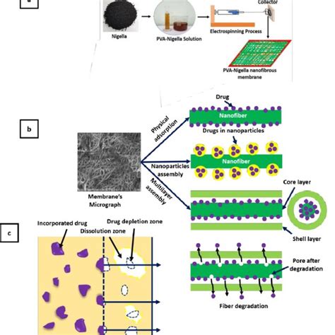 Depiction Of The Release Of Drugs From The Electrospun Fibers A