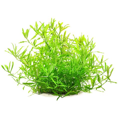 Hygrophila polysperma | Aquasabi - Aquascaping Shop