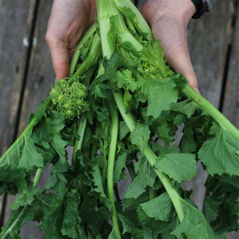 Cima Di Rapa San Marzano Organic Vital Seeds