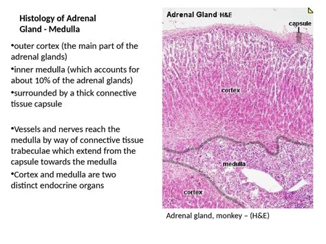 PPT - Histology of Adrenal Gland - Medulla PowerPoint Presentation