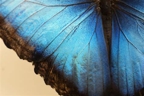 Closeup View of Blue Morpho Butterfly Stock Image - Image of harmony ...