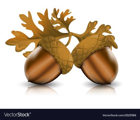 Acorn Royalty Free Vector Image - VectorStock