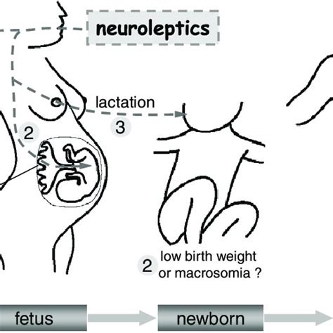 Schematic Representation Of The Putative Effects Of Perinatal Maternal