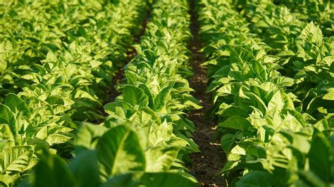 Tobacco Field - Free photo on Pixabay - Pixabay