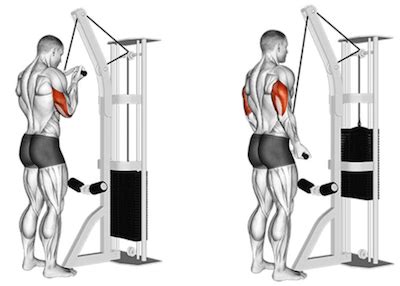 Reverse Grip Tricep Pushdown 101 | Form, Benefits & Alternatives!