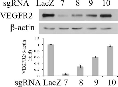 Selection Of An Effective Sgrna Western Blot Analysis Of Vegfr2 Download Scientific Diagram