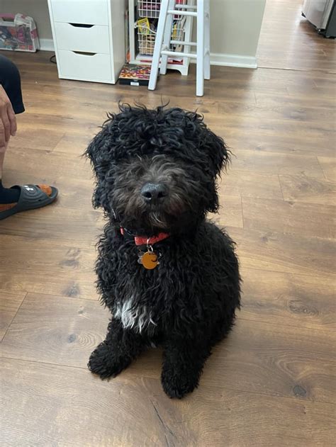 Bruno’s first haircut !!! (a little before and after) : r/Bernedoodles