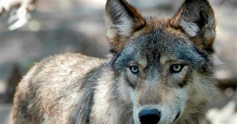 Colorado Panel Nice And Slow On Gray Wolf Reintroduction