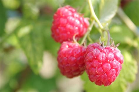 Fotos Hofreiter Selber Ernten Beeren Gem Se Beerencaf M Nchen