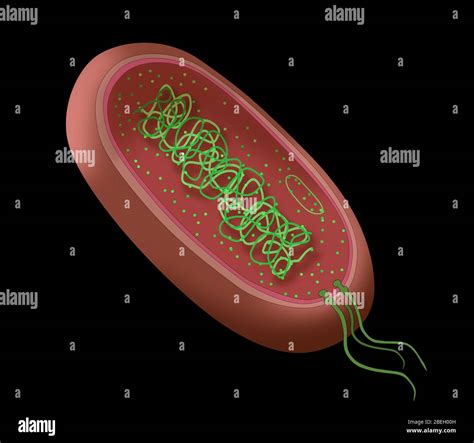 Diagrama De Bacterias Espirilla