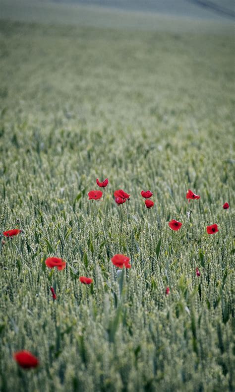 Free Picture Dark Red Opium Poppy Flowers In Green Wheat Field