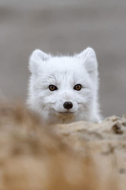 Premium Photo Arctic Fox Vulpes Lagopus In Wild Tundra Arctic Fox