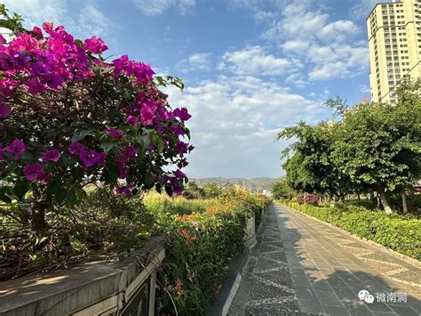 大理南涧：满城花开 四季花香 关注森林