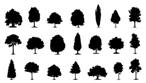 polish ash tree line drawing - Myers Diente