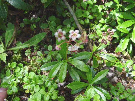 Chimaphila Umbellata Noble Princes Pine Pipsissewa Go Botany