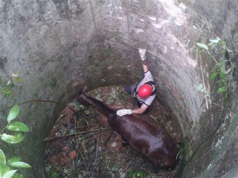 G1 Égua é resgatada após cair em poço de 10 metros em São José SP