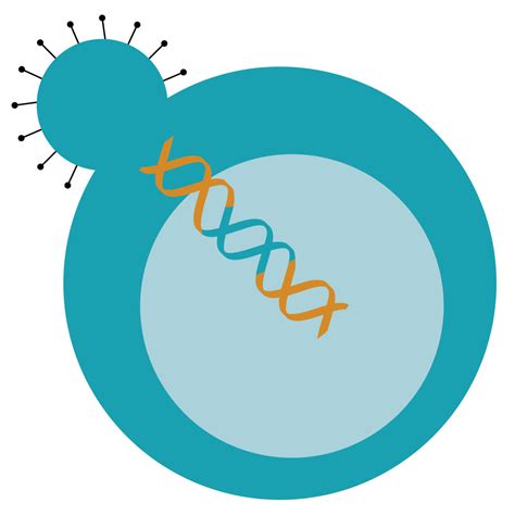 Car T Cell Manufacturing Car T Cell Transduction Miltenyi Biotec 日本