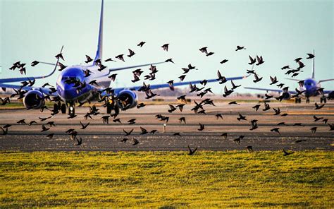 In Wichita Falls, Airport Officials Are Waging War on Egrets – Texas