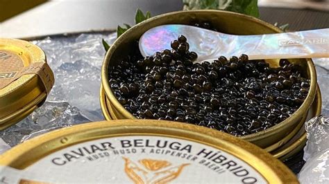 el caviar producto gourmet manjar de dioses  lujo sibarita