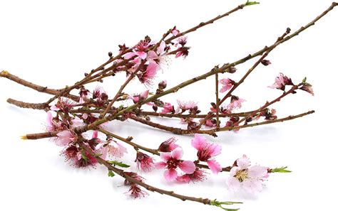 Peach Blossoms Information and Facts