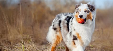 Australian Shepherd Adoption Australian Shepherd Puppies For Sale And