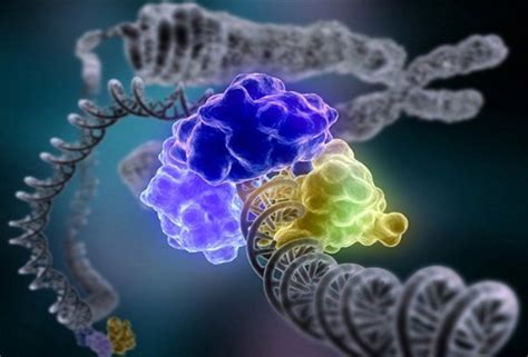 What Is Nucleotide Excision Repair Ner Easybiologyclass