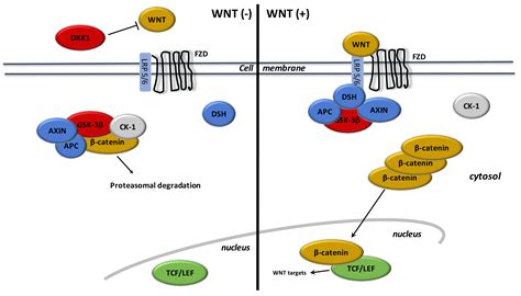 Wnt Beta Catenin Signaling Pathway