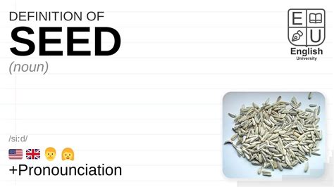 SEED Meaning Definition Pronunciation What Is SEED How To Say