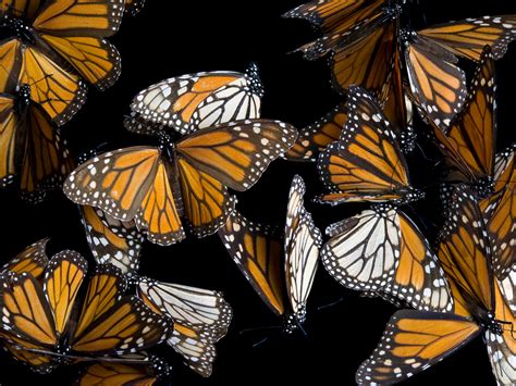 Sierra Chincua - Monarch butterflies - Pictures - CBS News