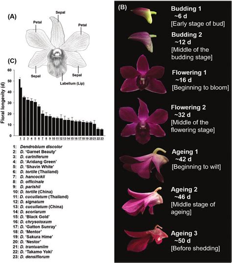 Details Of Dendrobium Flower And Cultivars A A Diagram Of A