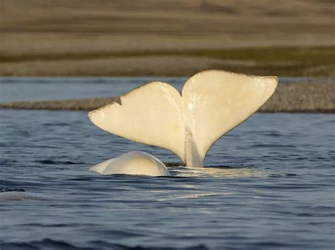 Hundreds Of Beluga Whales Captured In Rare And Stunning Arctic Drone