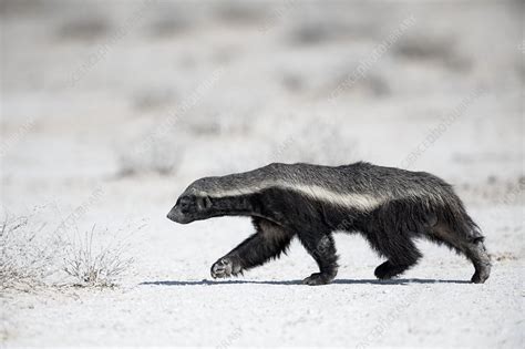 Honey Badger Stock Image C0479620 Science Photo Library