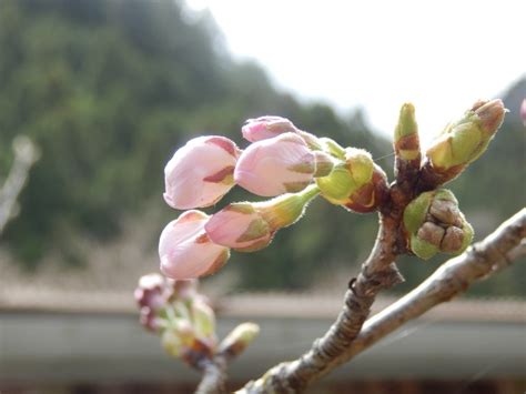 桜咲き始めました。 いわき市遠野オートキャンプ場