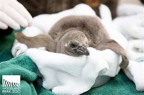 Penguin chick gets a flight-inspired name