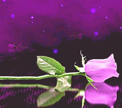 Purple Rose Good Night Photo Images Romantic Good Night Image