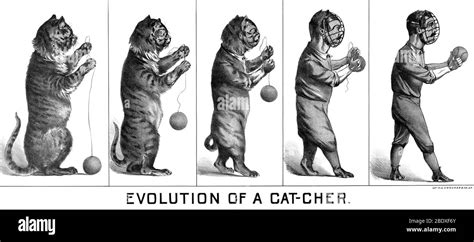 Cat evolution Black and White Stock Photos & Images - Alamy