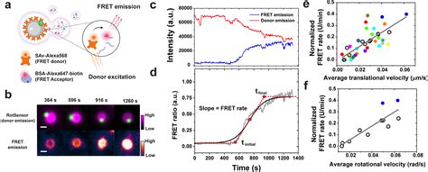 Simultaneous Measurement Of Phagosome Lysosome Fusion And Phagosome