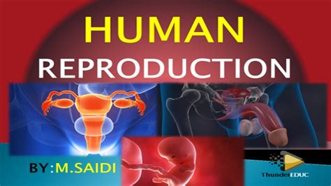 Human Reproduction Class 12 Grade 12 Life Science Thundereduc Msaidi