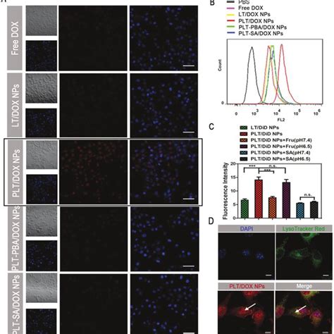 In Vivo B16F10 Solid Tumor Treatment A Images Of B16F10 Tumors