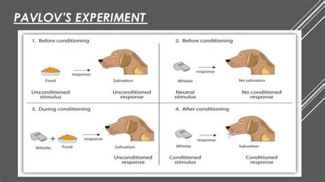 Classical Conditioning by Ivan Pavlov.