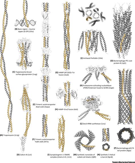 Coiled Coils A Model System For The St Century Trends In